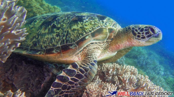 Apo Island - Turtle Over Corals