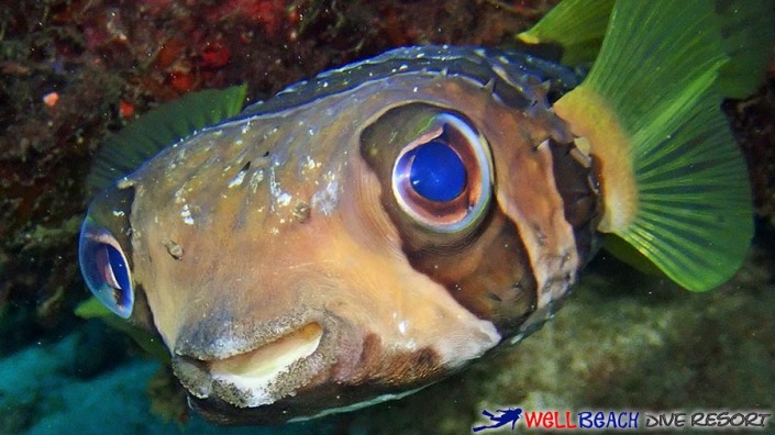 Scuba Diving Dauin - Porcupinefish