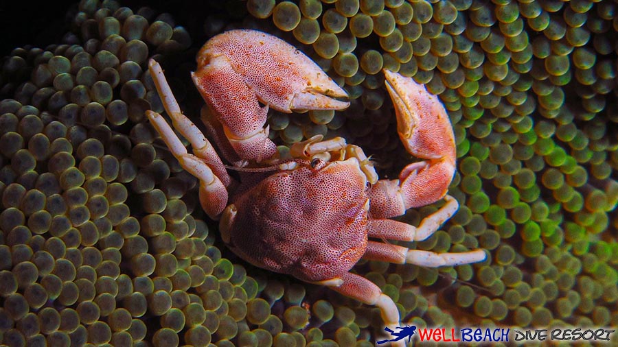 Scuba Diving - Porcelain Crab
